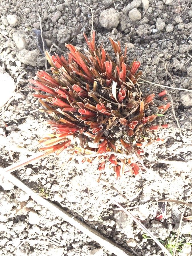Carex punicea — clay tolerant houseplant