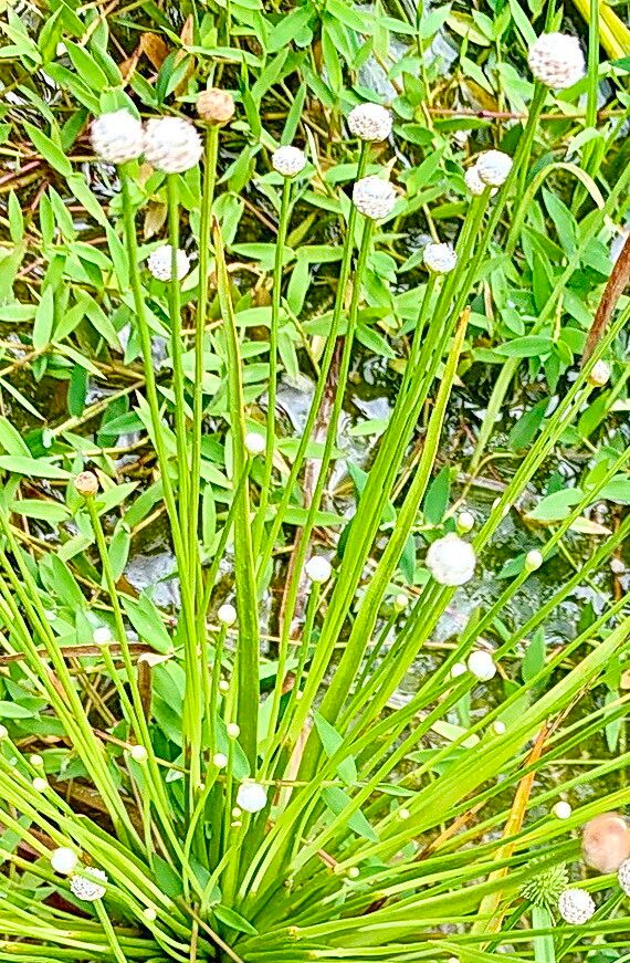 Eriocaulon cinereum flower