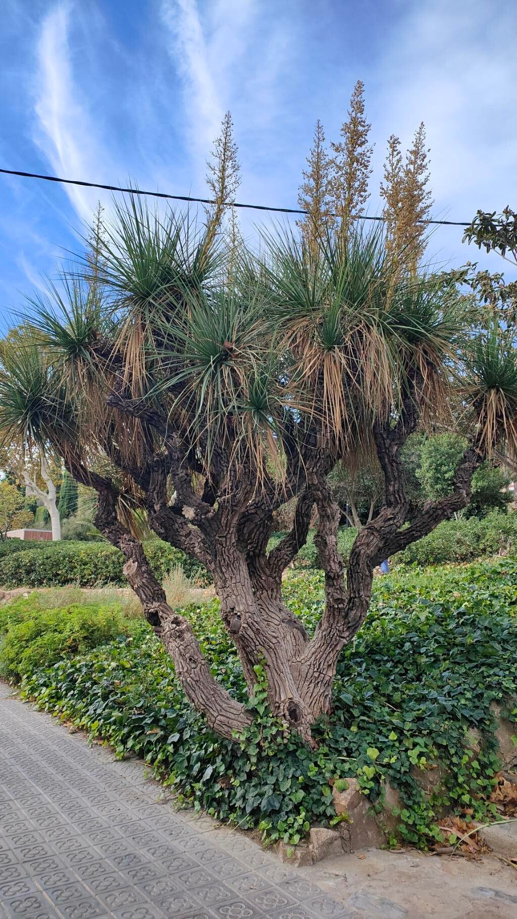 Nolina beldingii habit