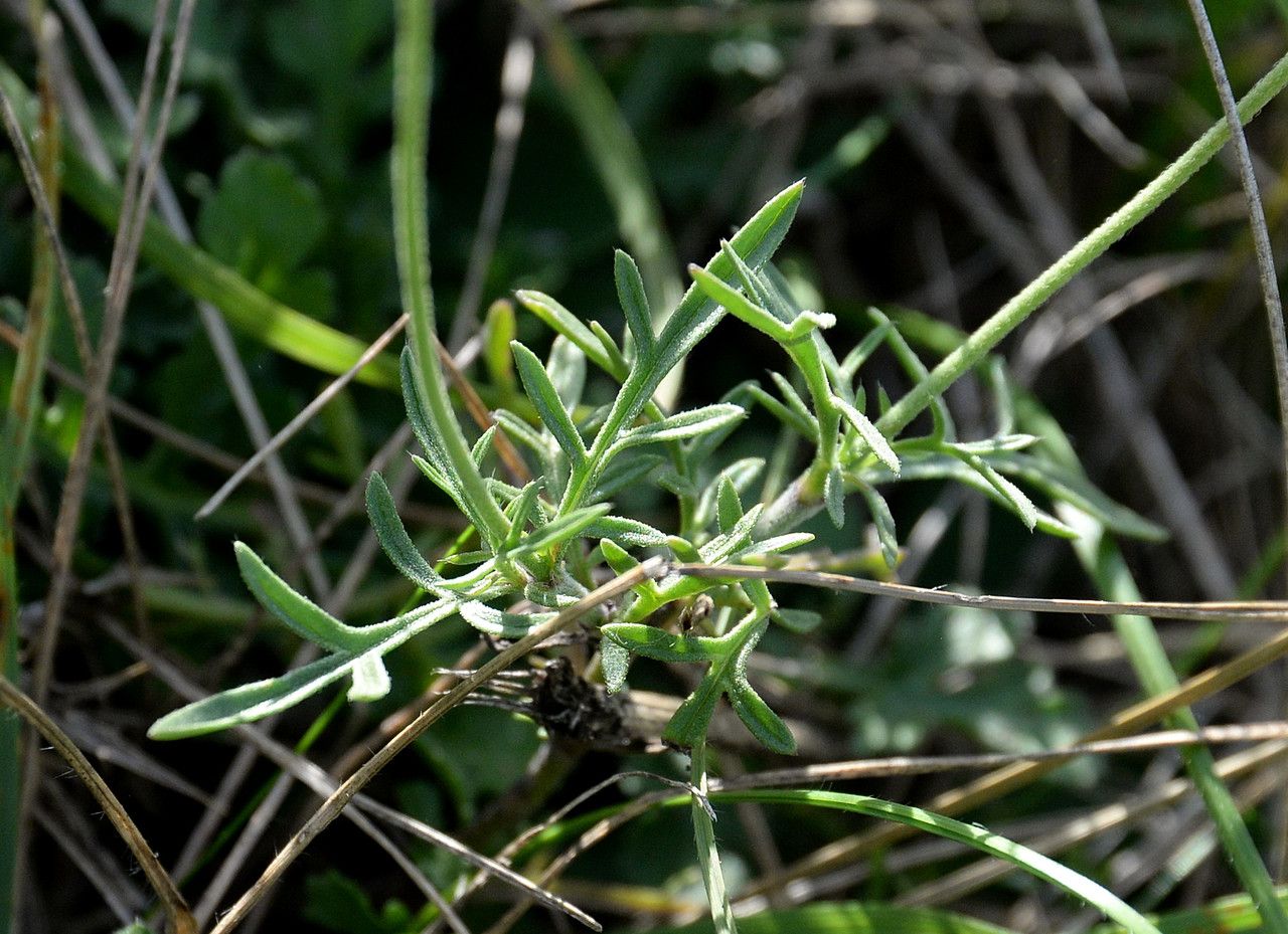 Scabiosa canescens — houseplant care guide