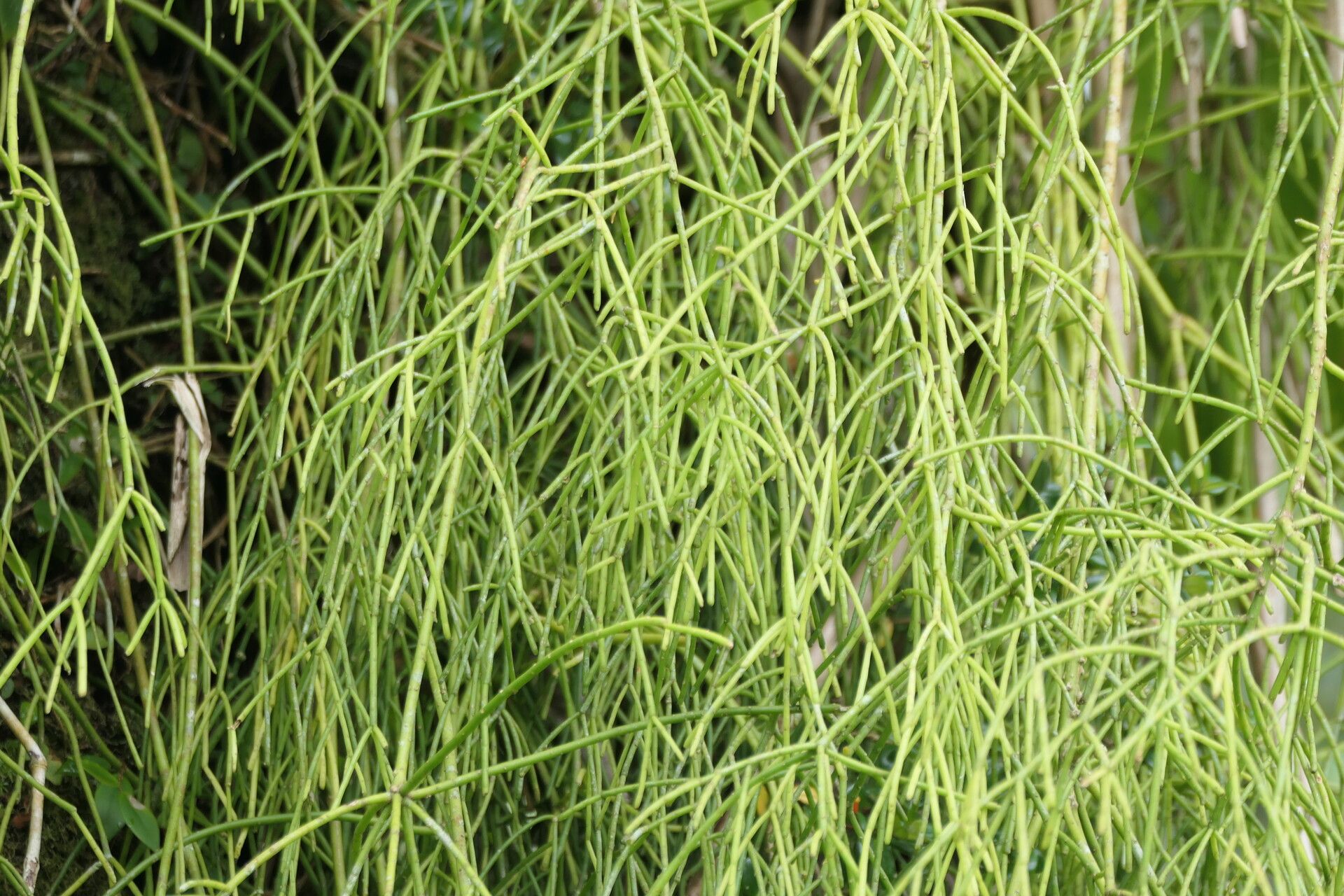 Rhipsalis juengeri — search result for 'Rhipsalis'