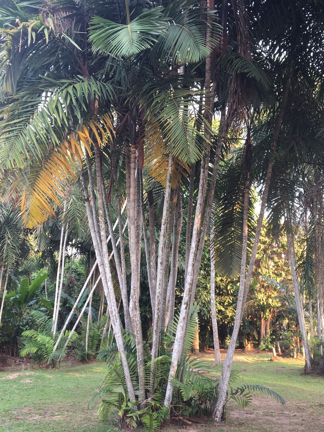 Oenocarpus minor bark