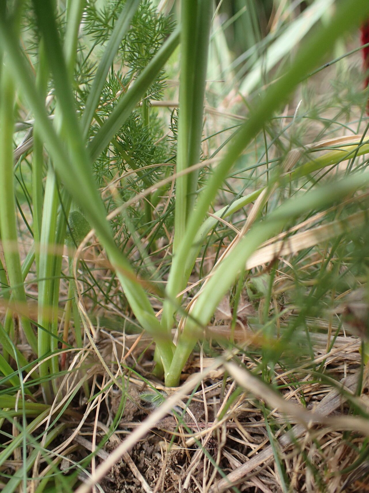 Allium ericetorum leaf
