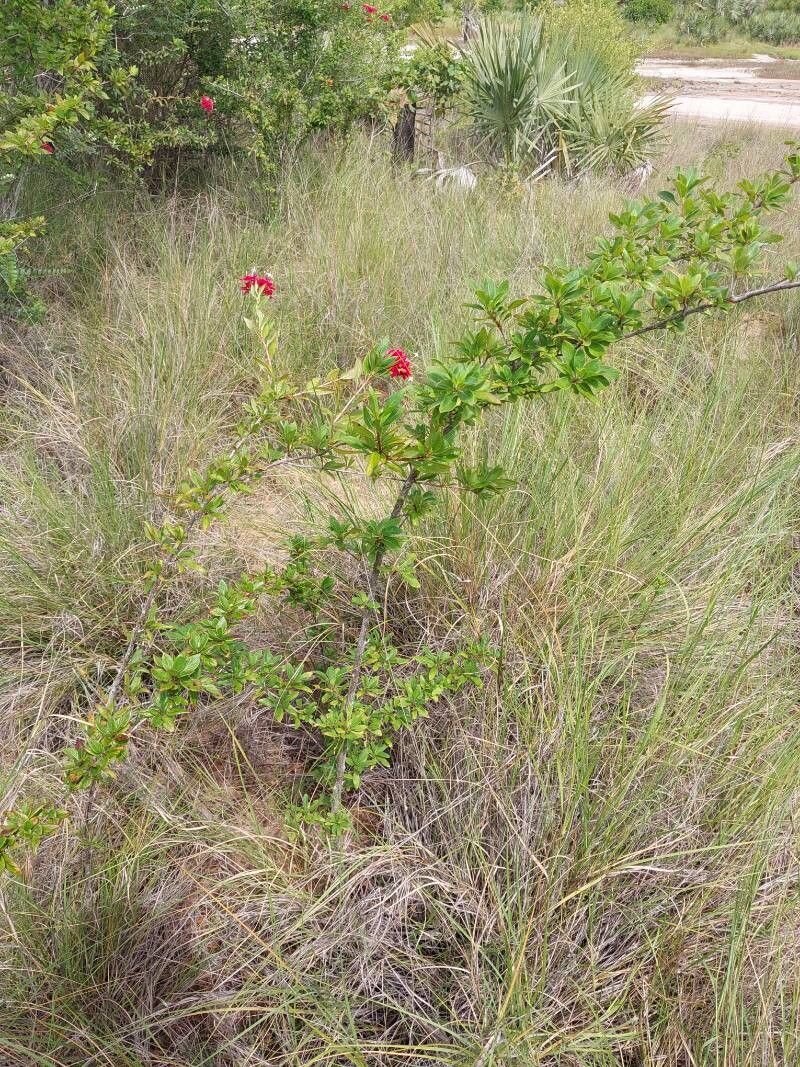 Paracarphalea kirondron habit