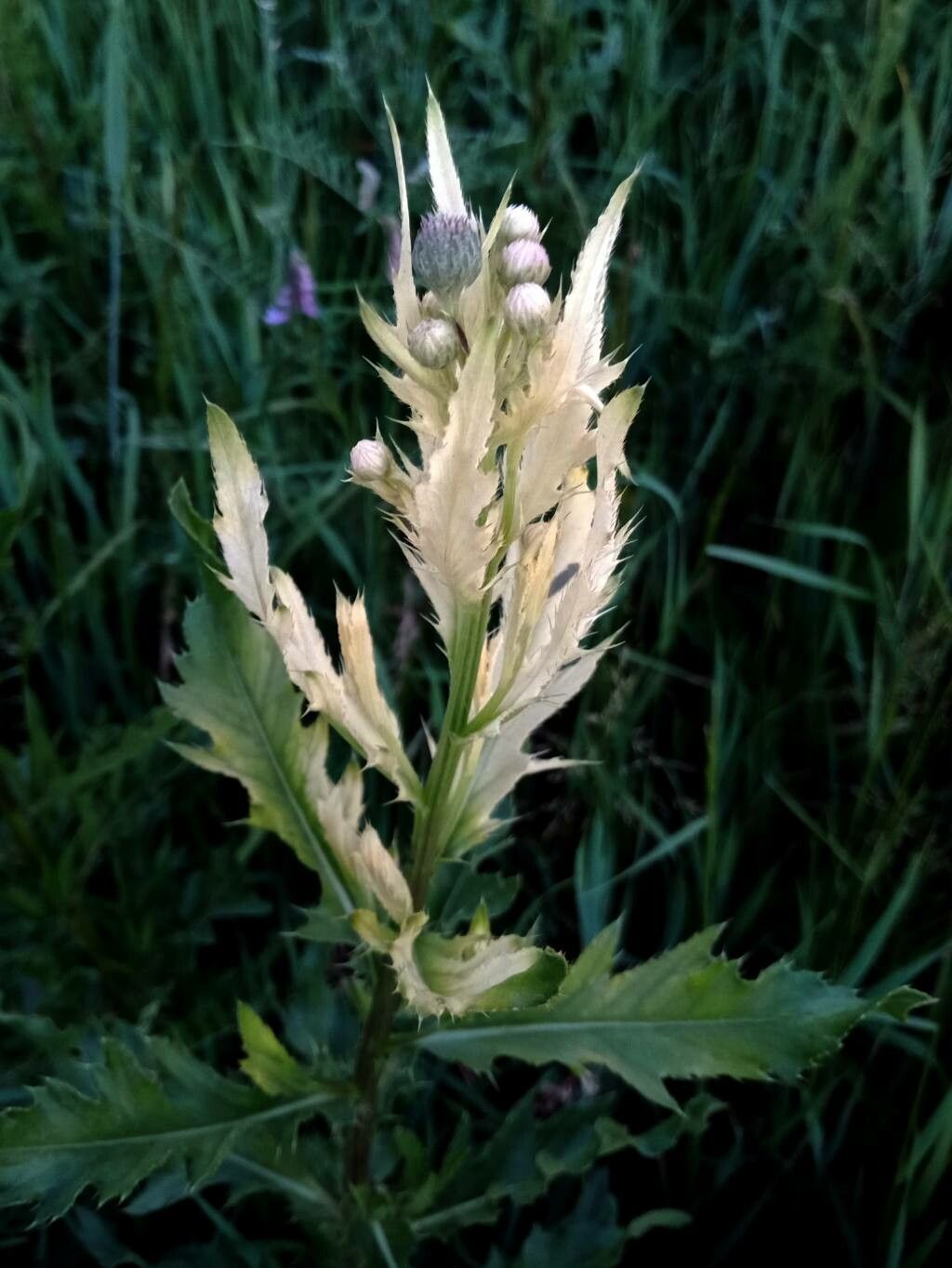 Cirsium discolor leaf