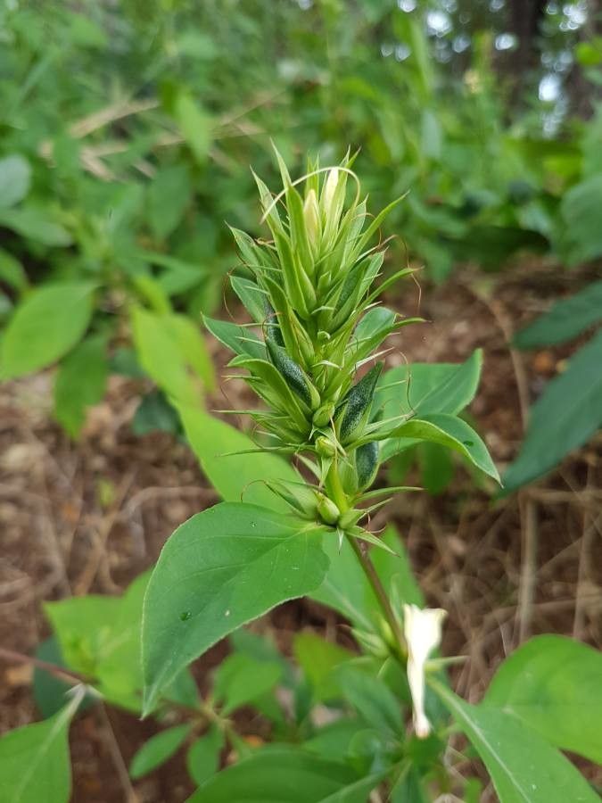 Barleria prionitis leaf
