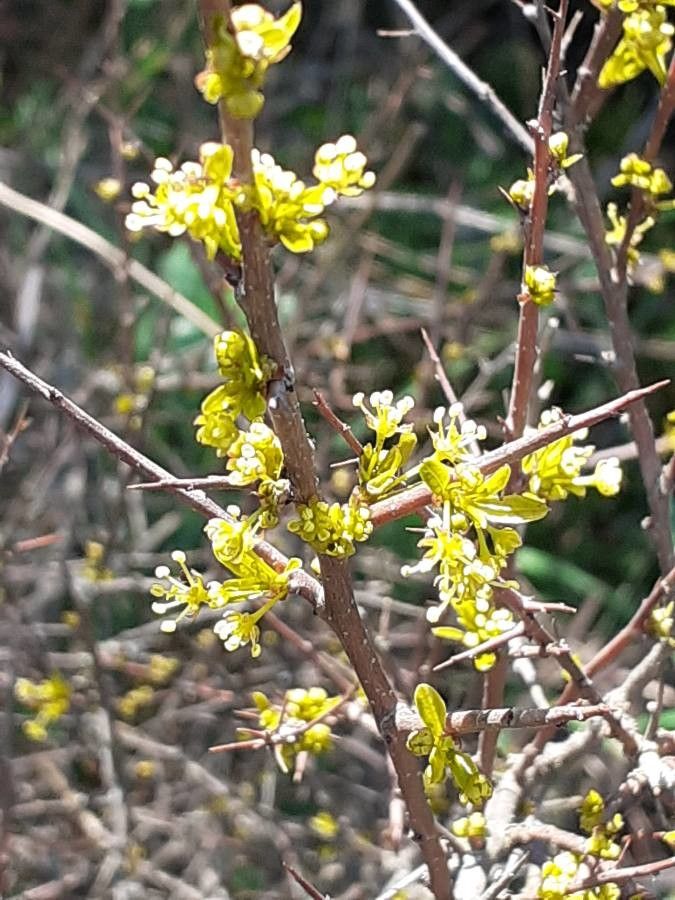 Flueggea tinctoria flower