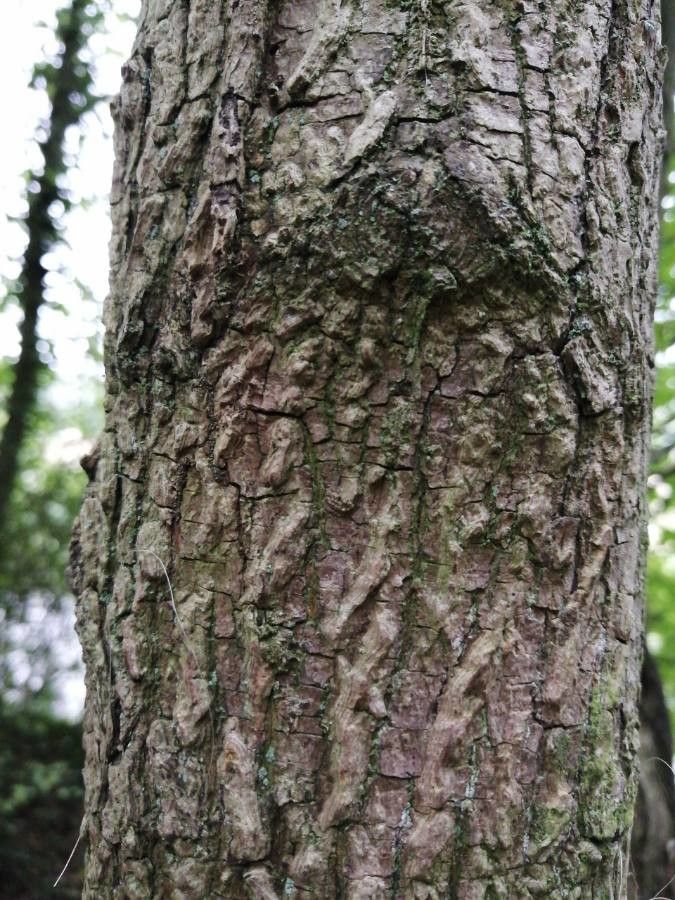 Acer neapolitanum bark