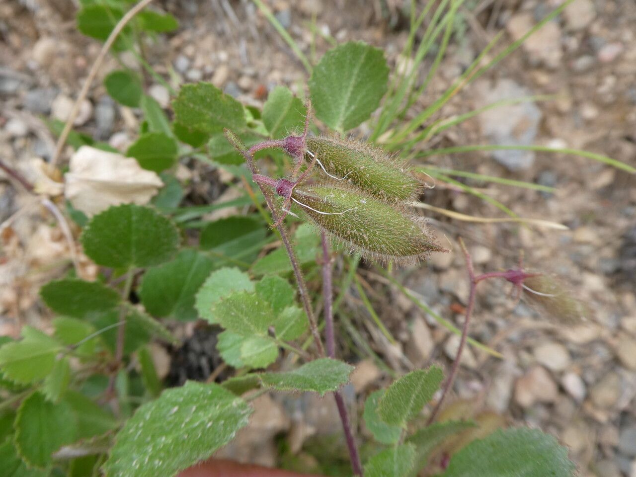 Ononis rotundifolia fruit