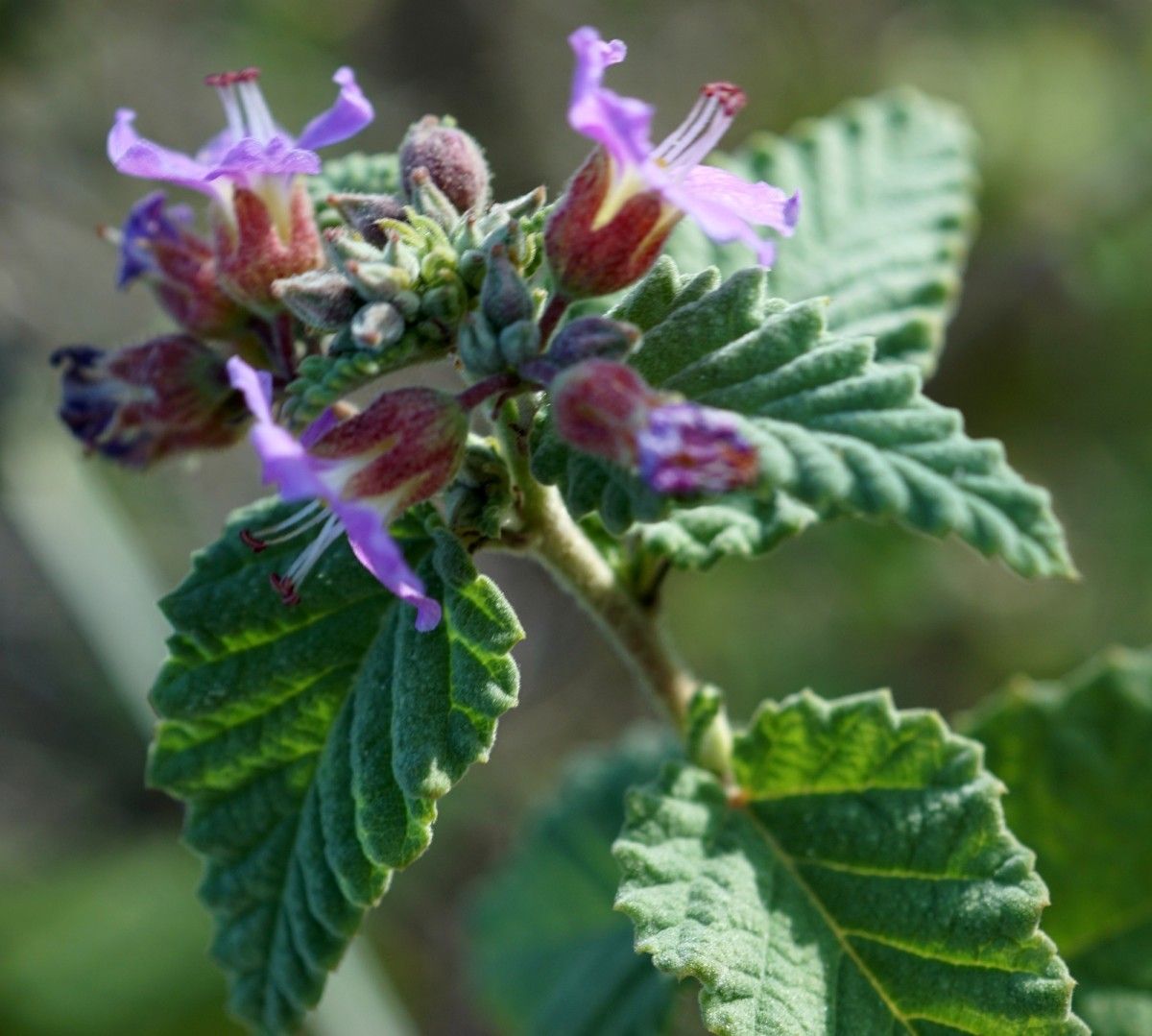 Melochia tomentosa habit