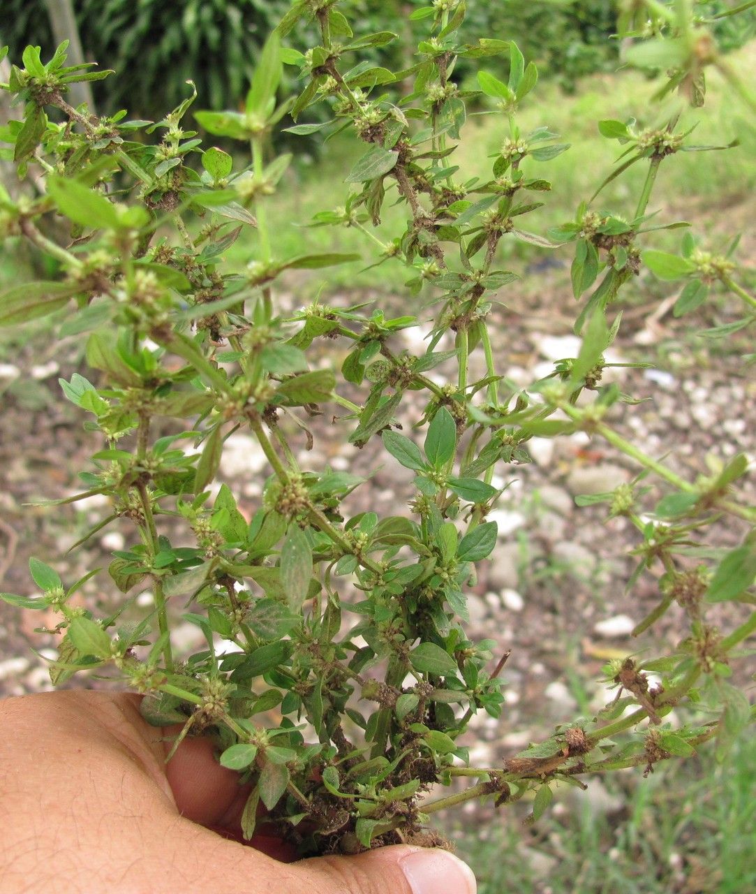 Spermacoce ovalifolia — search result for 'Haiti'