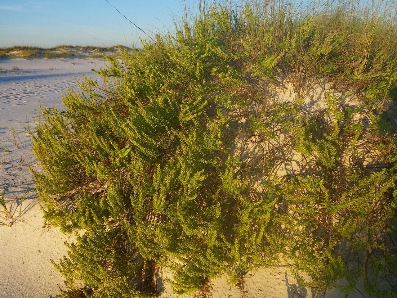 Iva imbricata habit