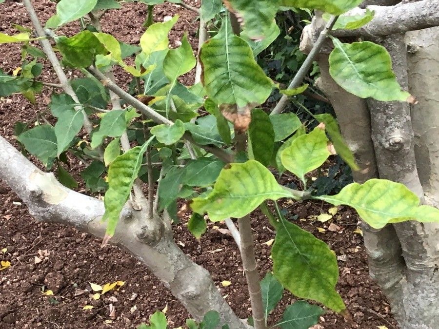 Gardenia thunbergia — search result for 'Gardenia'