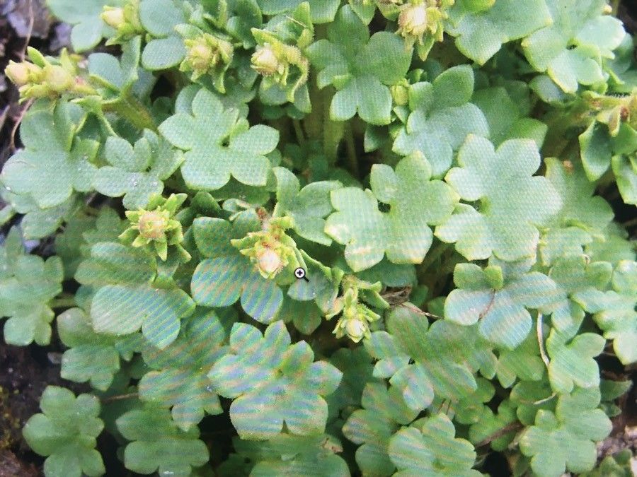 Saxifraga cernua — search result for 'Iceland'