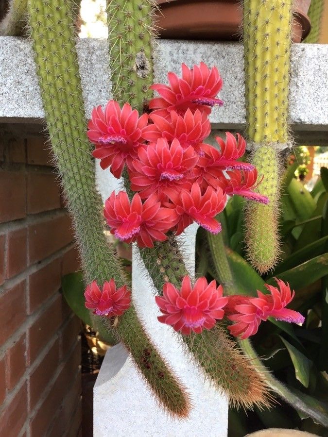 Aporocactus flagelliformis