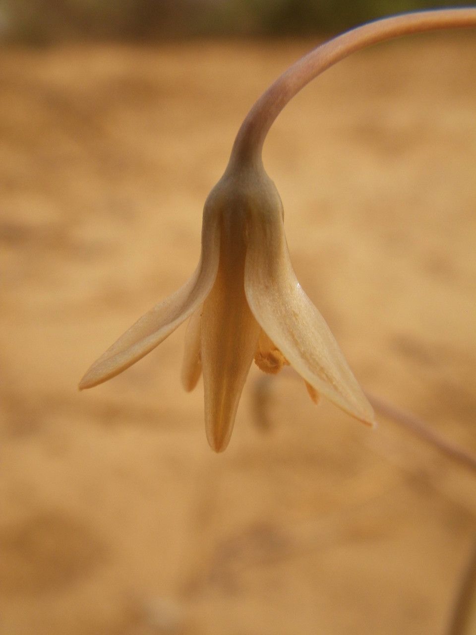 Drimia indica flower