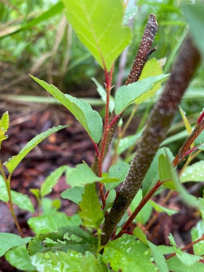 Betula occidentalis bark