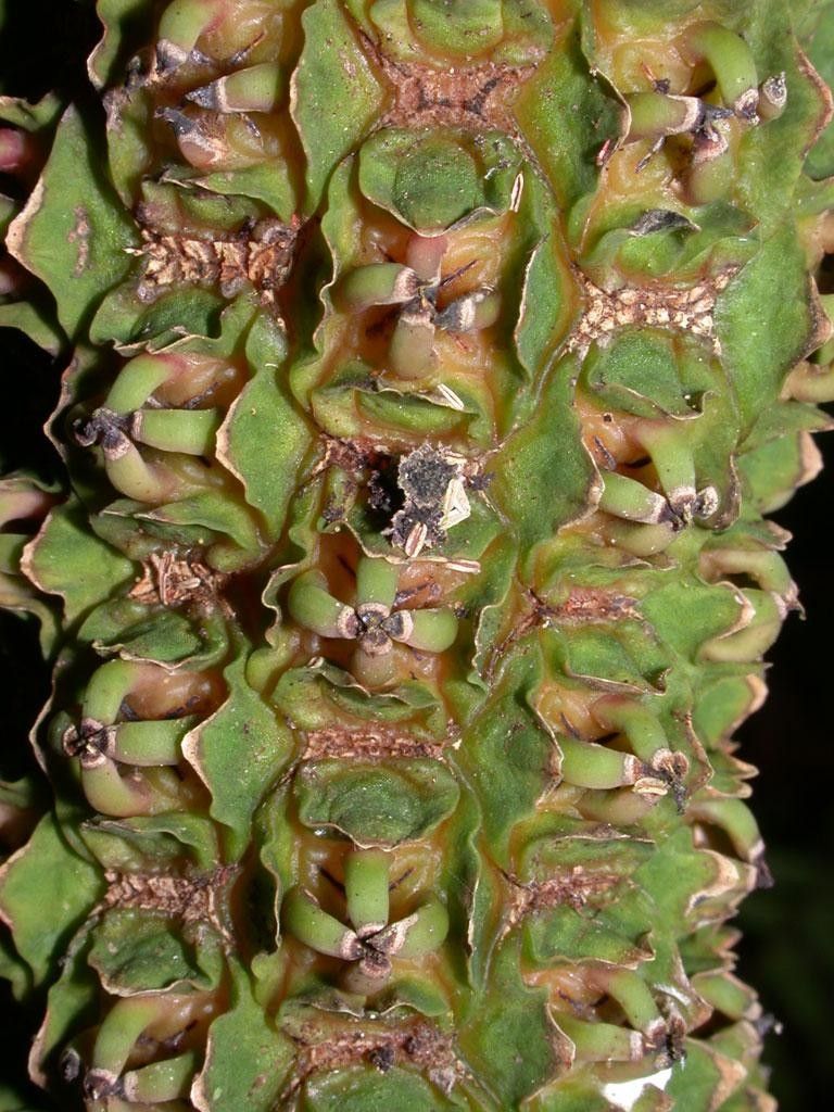 Carludovica sulcata — related species from the same genus