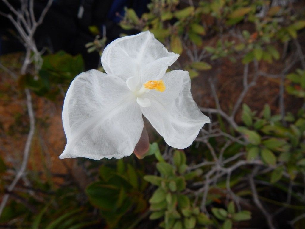 Patersonia neocaledonica flower