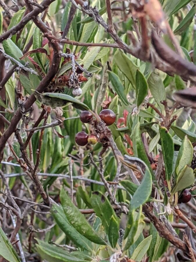 Xylococcus bicolor fruit