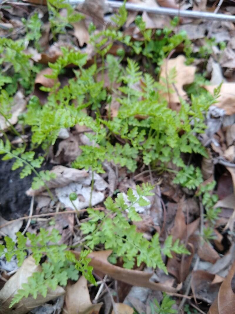 Cystopteris protrusa habit