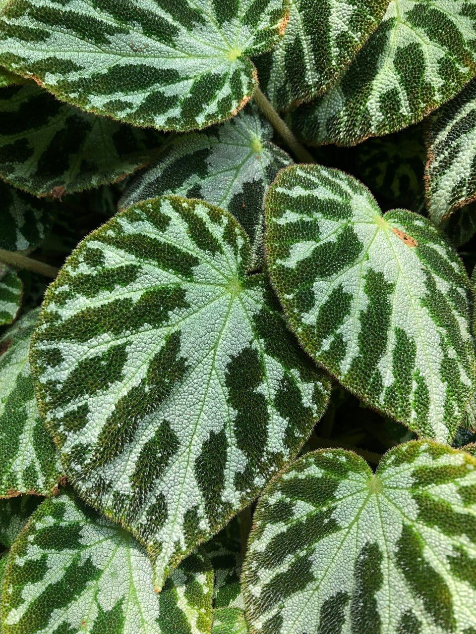 Begonia imperialis habit