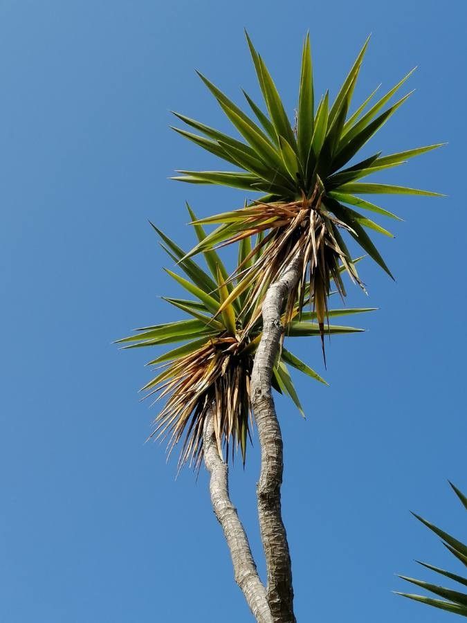 Yucca guatemalensis leaf