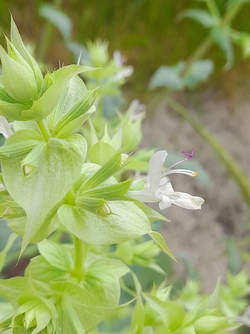Salvia reuteriana flower