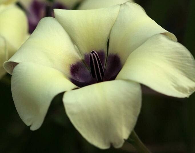 Babiana pygmaea — houseplant care guide