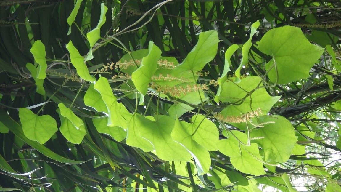 Chasmanthera dependens — related species from the same genus