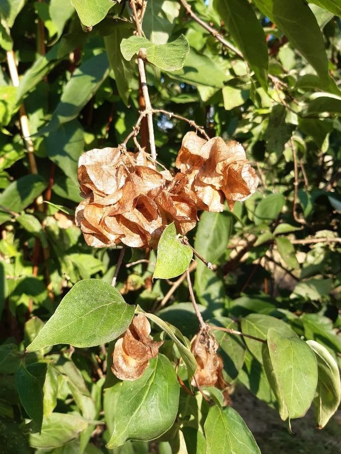 Dipelta floribunda fruit