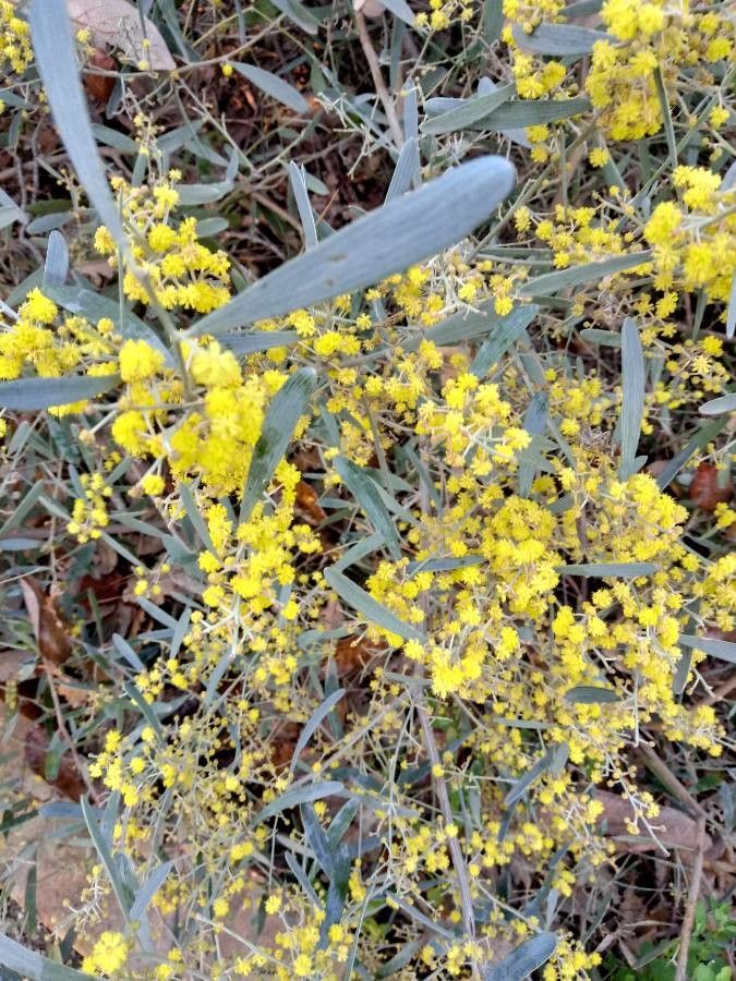 Acacia redolens leaf