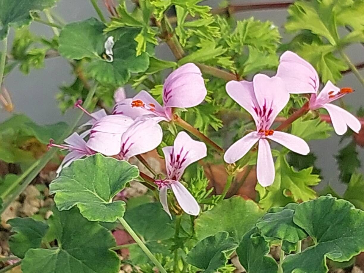 Pelargonium dichondrifolium flower