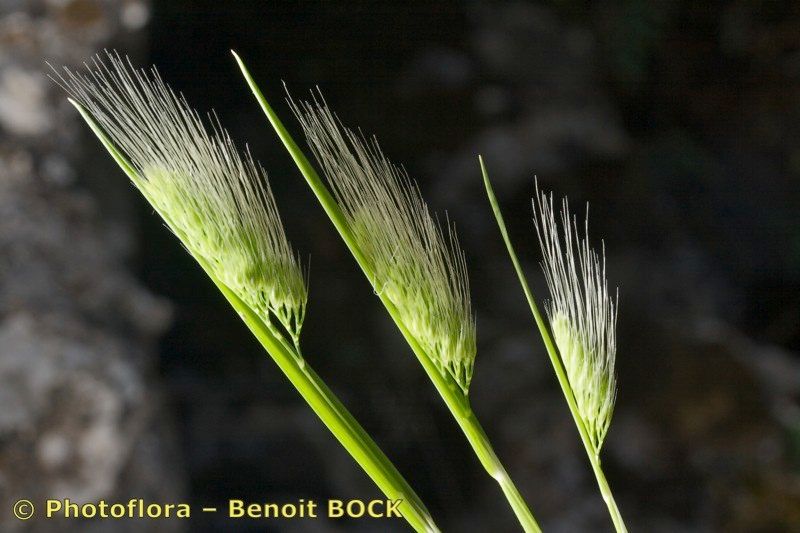 Cynosurus effusus fruit