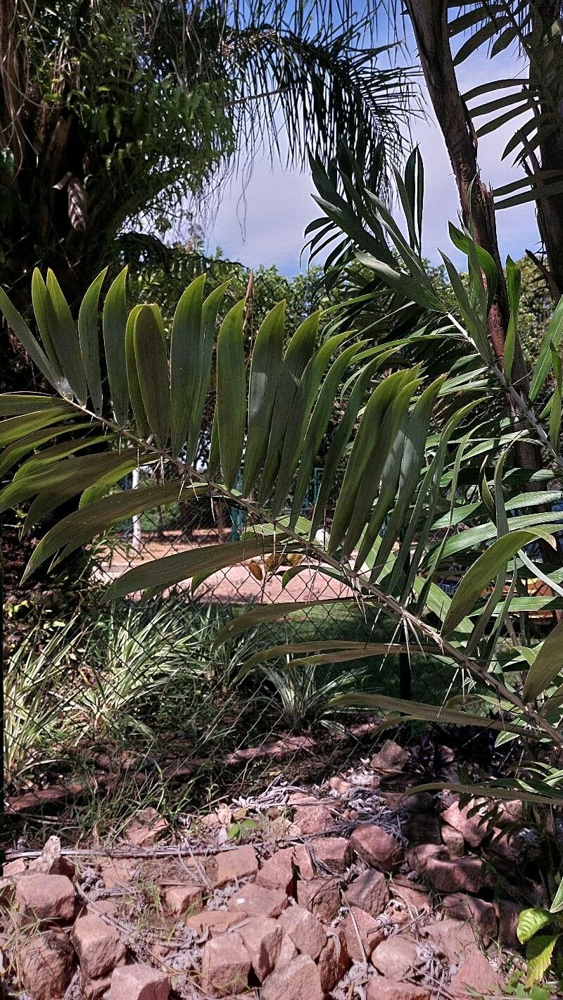 Bactris glaucescens — houseplant care guide