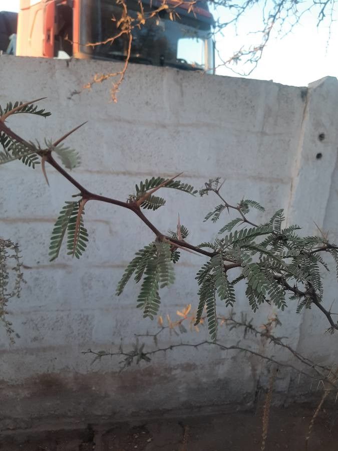 Prosopis tamarugo leaf