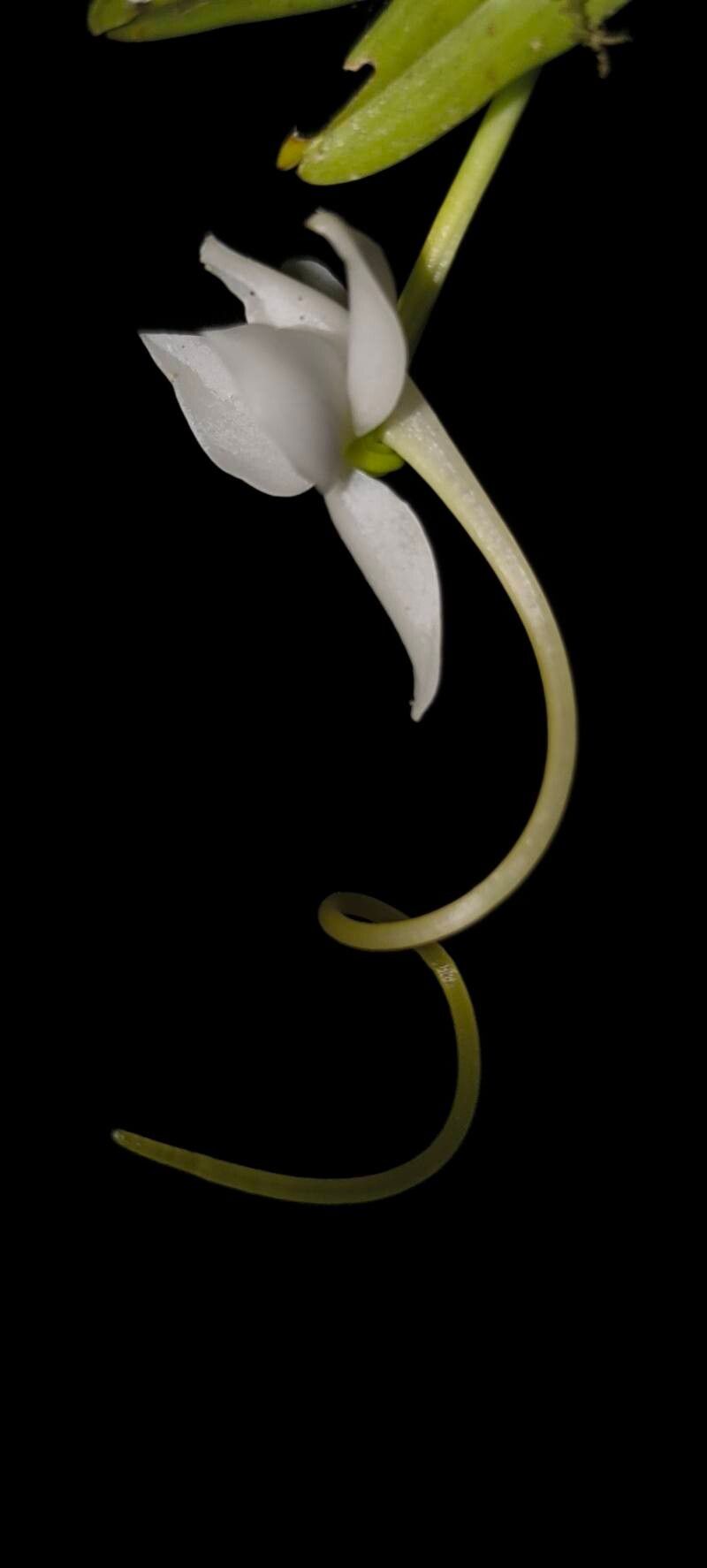 Angraecum amplexicaule flower
