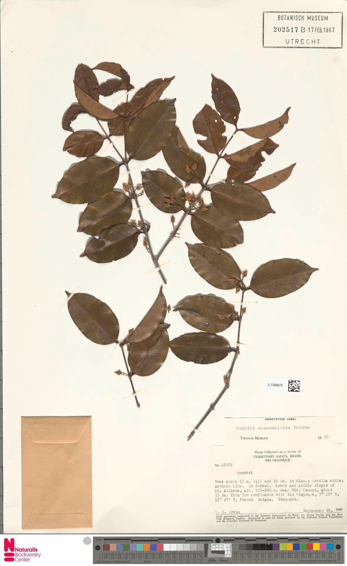 Mouriri subumbellata leaf
