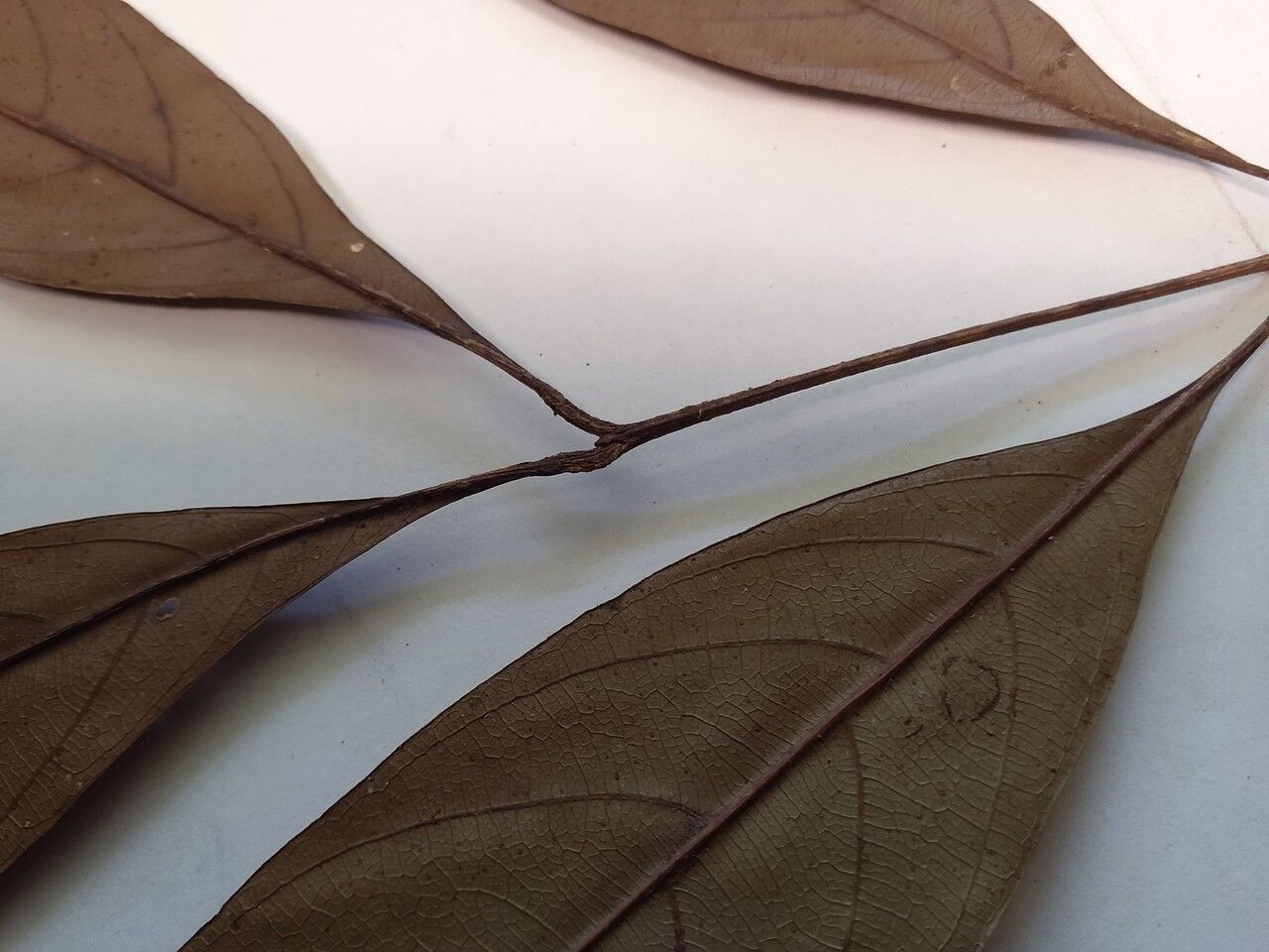 Talisia hexaphylla leaf