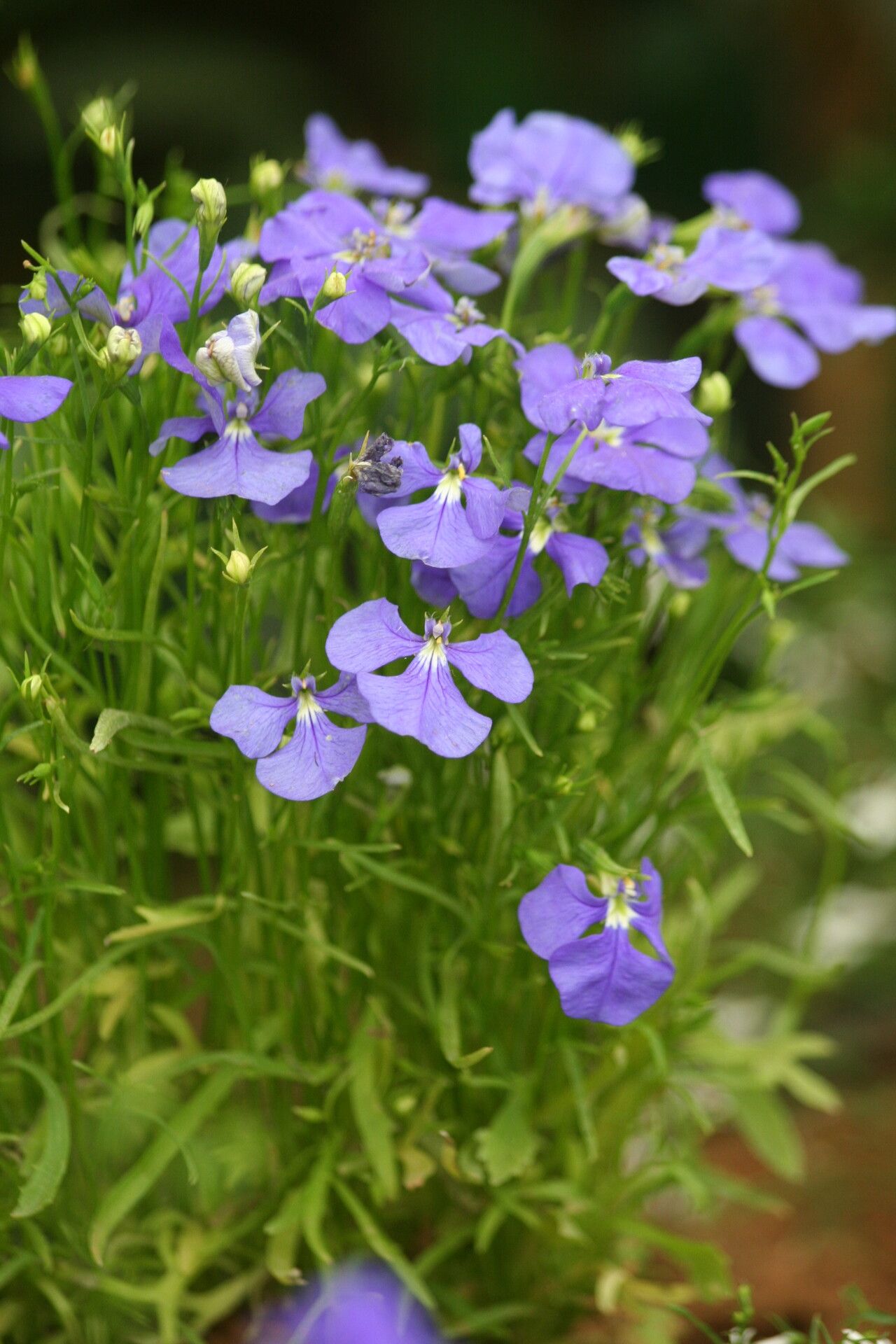 Lobelia tenuior — search result for 'Lobelia'