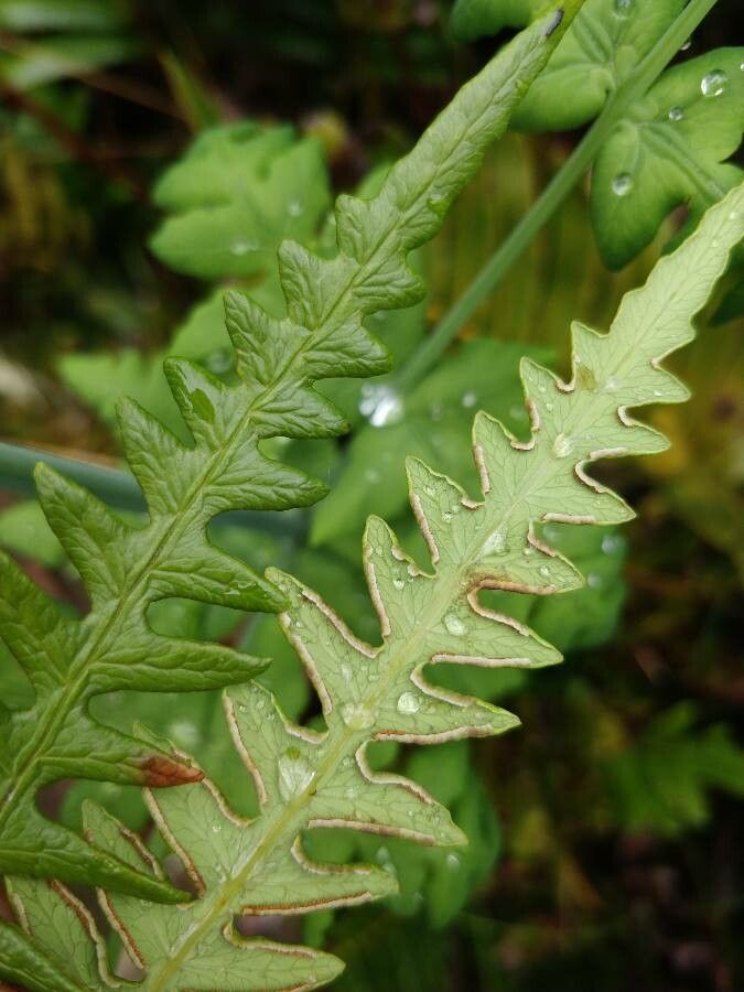 Histiopteris incisa leaf