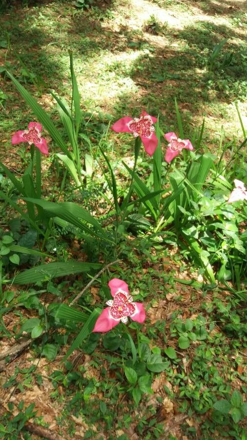 Tigridia pavonia habit