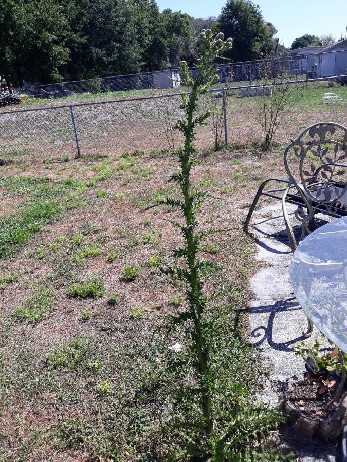Cirsium nuttallii habit