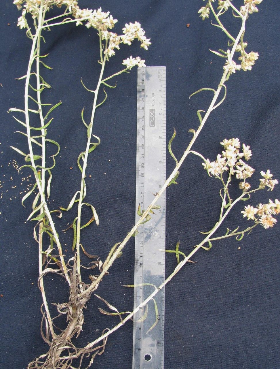 Pseudognaphalium attenuatum other