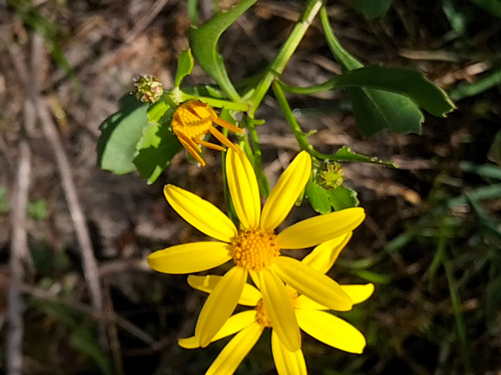 Chrysanthemoides monilifera flower