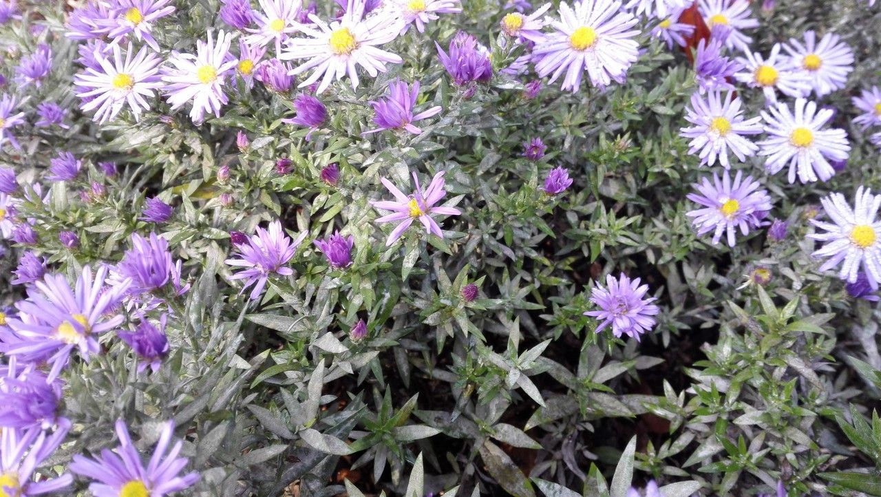 Symphyotrichum laeve habit