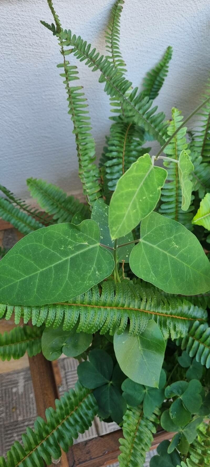 Dregea sinensis habit