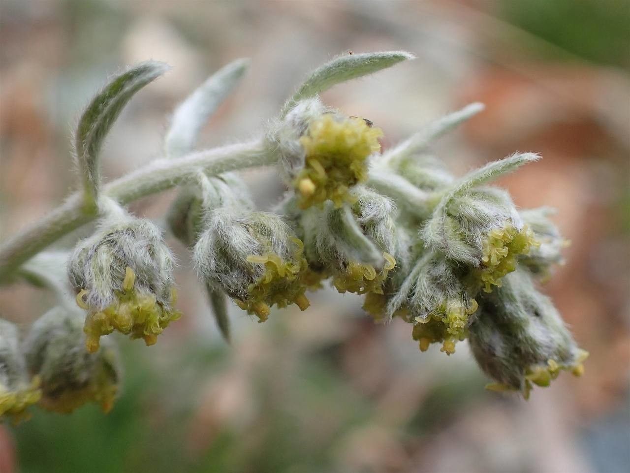 Artemisia umbelliformis flower