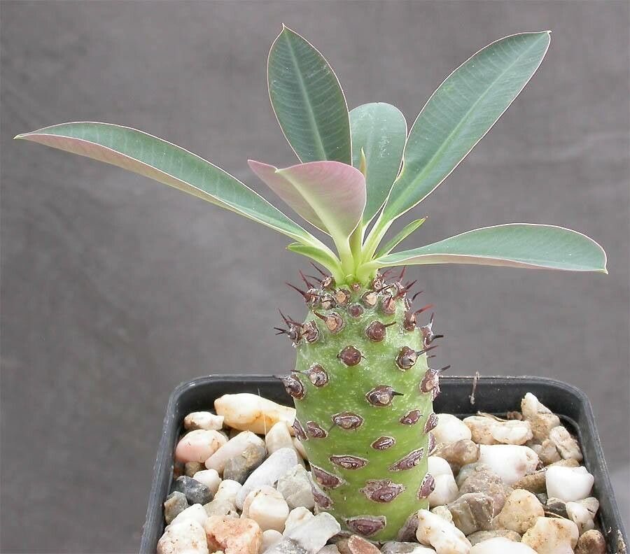 Euphorbia pachypodioides — houseplant care guide