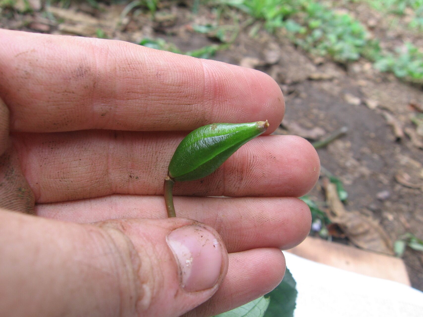 Impatiens kentrodonta fruit